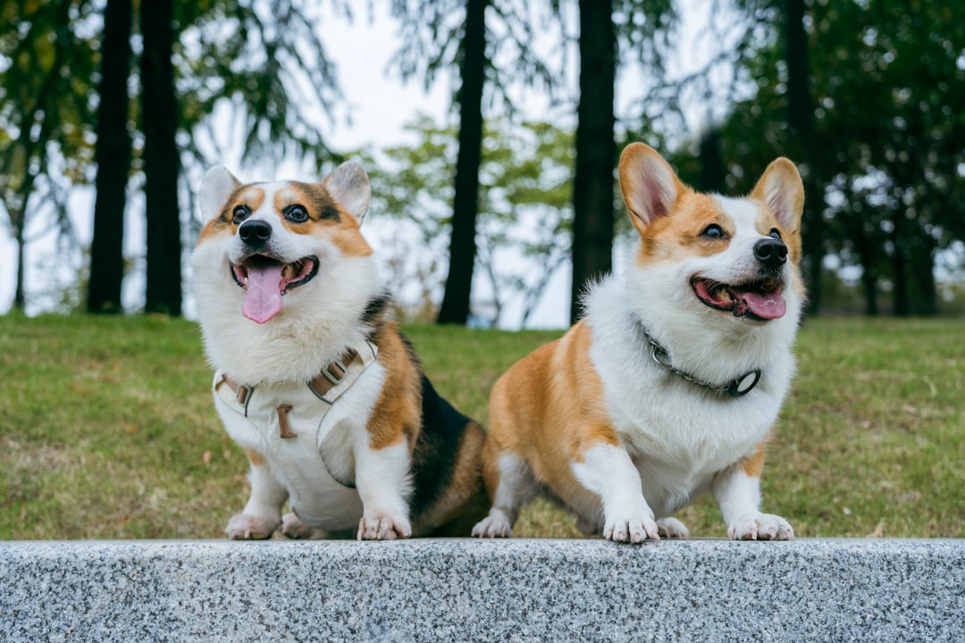 Dogs playing together in supervised group