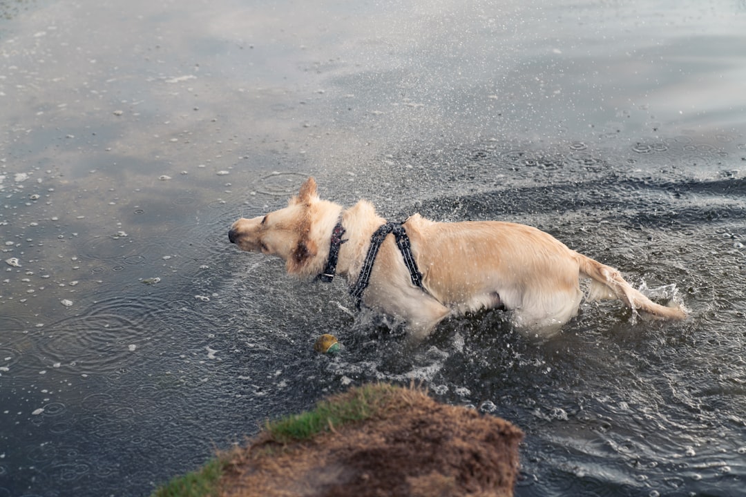 Dog relaxing in suite